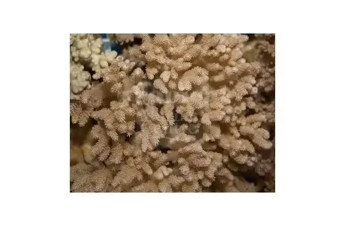 Bush Coral Asparagus  (Capnella spp)