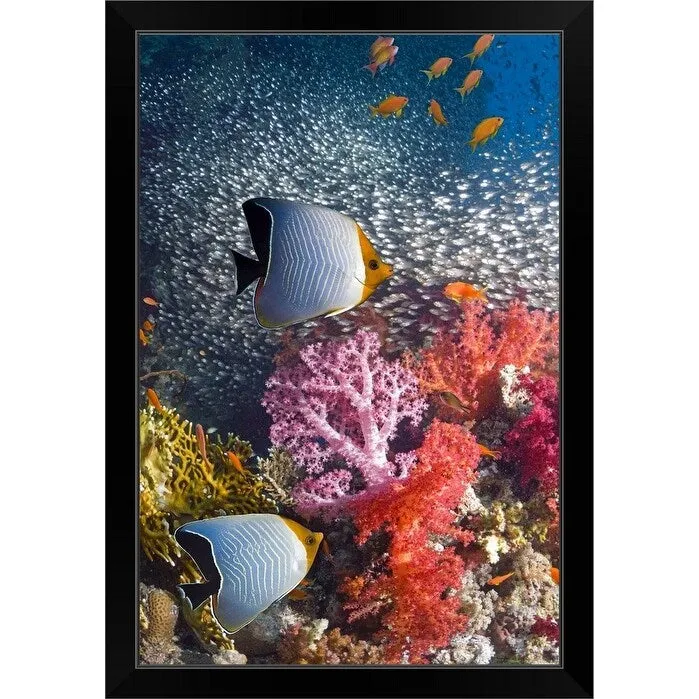 "Butterflyfish over coral reef" Black Framed Print