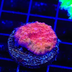 TSA Love Crisp Chalice Coral