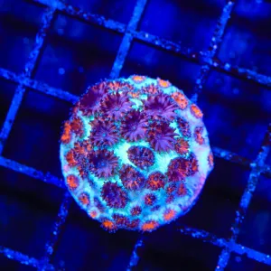 TSA Red Eye Plesiastrea Coral Rare