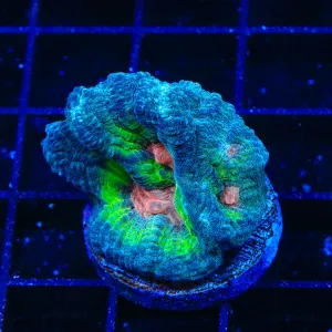 Watermelon Sugar Pectinia Coral